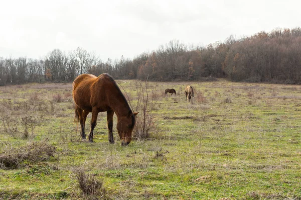Koń Pasący Się Łące Zielona Trawa Wiejski Spokojny Krajobraz Atmosferyczny — Zdjęcie stockowe