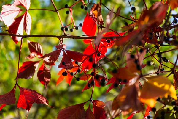 Vahşi Üzümlerin Sonbaharda Kırmızı Yaprakları Olur Renkli Bir Sonbahar Arkaplanı — Stok fotoğraf