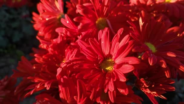 Vörös Krizantém Virágzik Őszi Kertben Fényes Napfény Tör Virágszirmokon Gyönyörű — Stock videók