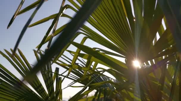 Palma Lascia Sole Estate Tropicale Sfondo Naturale Luminosi Raggi Caldi — Video Stock