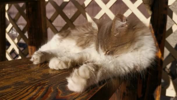 แมวล างถนน แมวต อยส เทาป ขาวนอนอย บนม งและล างต วเอง — วีดีโอสต็อก