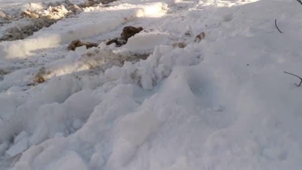 雪の汚れた道路の森 雪に覆われた冬の山の空の道路旅行車で 雪が降る幸せの瞬間 道路の側に車のトラック 雪の多くは 冬のおとぎ話 — ストック動画