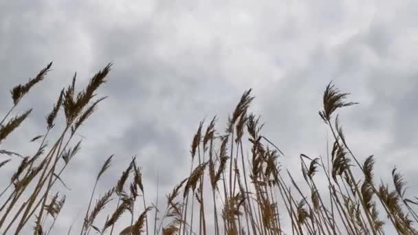 Reeds Hemel Grijs Herfst Landschap Natuurlijke Neutrale Achtergrond Met Wild — Stockvideo