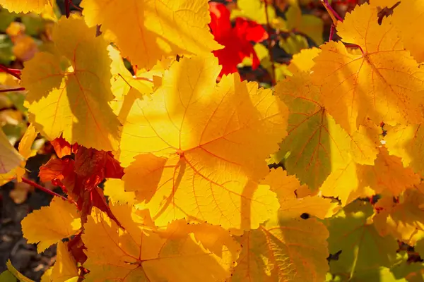 Traubengelbes Blatt Großaufnahme Auf Verschwommenem Hintergrund Bunte Herbst Hintergrund Blätter — Stockfoto