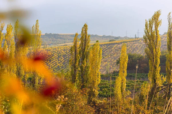 Осінні Виноградники Ландшафт Золоті Ряди Винограду Дозрівають Сонячних Схилах Високі — стокове фото