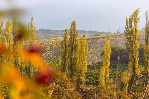 Podzimní Vinice Krajina Zlaté Řady Hroznů Dozrávají Slunných Svazích Vysoké — Stock fotografie