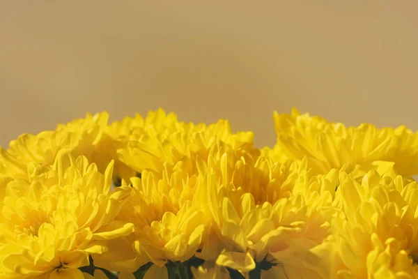 Sárga Krizantém Virágzik Közel Lapos Feküdt Háttér Őszi Virágok Fényes — Stock Fotó