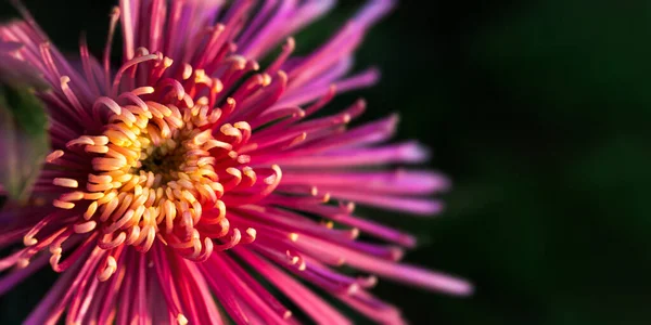 Pinkfarbene Chrysanthemen Nahaufnahme Auf Dunkelgrünem Hintergrund Herbstblumen Weichen Fokus Horizontale — Stockfoto