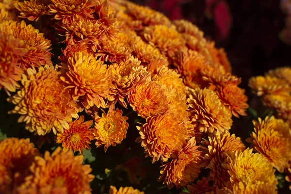 Background Yellow Orange Chrysanthemums Closeup Bright Sunlight Autumn Flowers Garden — Stock Photo, Image