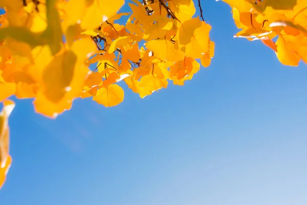 Der Herbst Hinterlässt Blauen Himmel Herbstliche Aprikosenblätter Vor Wolkenlosem Himmel — Stockfoto