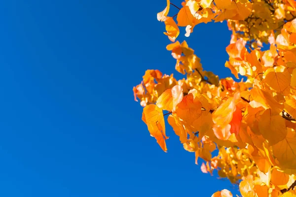 Jesień Opuszcza Błękitne Niebo Jesienne Liście Moreli Czystym Tle Nieba — Zdjęcie stockowe