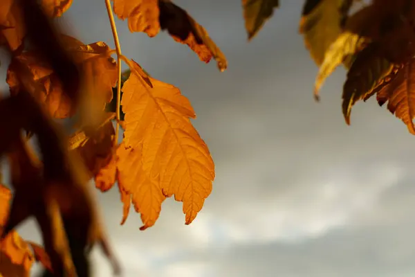 Осіннє Листя Сіре Небо Осінній Фон Апельсиновим Листям Копіює Простір — стокове фото