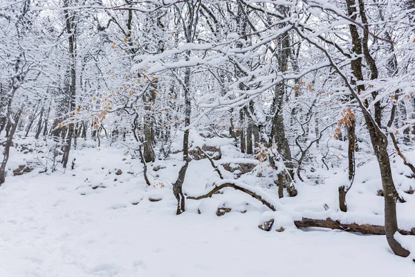 Bosque Hayas Invierno Enero Árboles Cubiertos Nieve Bosque Hermoso Fondo — Foto de Stock