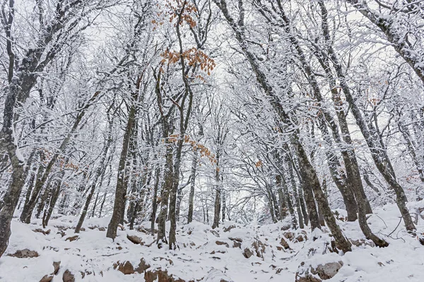 Bosque Hayas Invierno Enero Árboles Cubiertos Nieve Bosque Hermoso Fondo — Foto de Stock