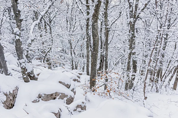 Bosque Hayas Invierno Enero Árboles Cubiertos Nieve Bosque Hermoso Fondo — Foto de Stock
