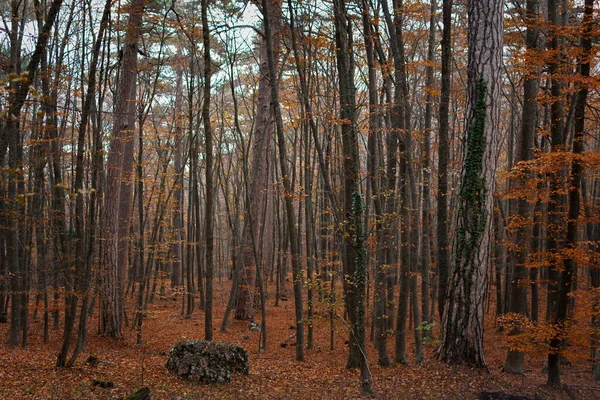 Autumn forest tall trees. A mysterious autumn landscape with red-brown leaves. A foggy, cloudy day in the forest. Slender trees among the fallen leaves. Late autumn concept, beautiful fairy background