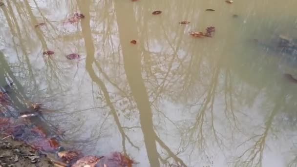 森の中の木の水たまりの秋の反射 要約悲しい自然背景 落ちた茶色の葉は汚れた雨水に浮かんでいます 歩行と孤独の概念 大気の質感 — ストック動画