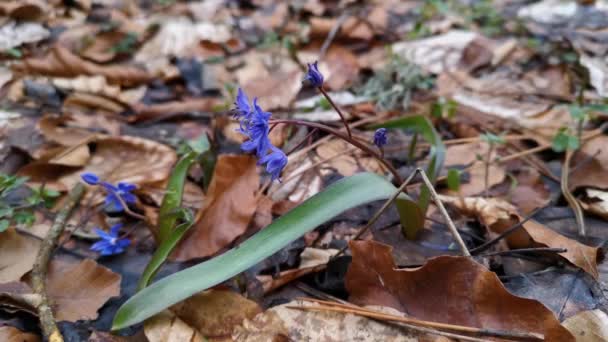 森の中で青い雪が降ります 最初の花は春に起きます 葉の間にシラ シベリカが風に揺れる 早春の概念 自然の花の美しい背景 — ストック動画