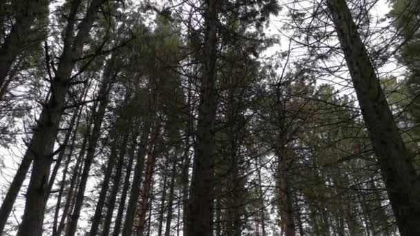 下から見たセコイアクラウンビュー 晩秋と初冬の雄大な背の高い木 針葉樹の自然の背景 王冠の急速な動き 秋の森を散策 スレンルック — ストック動画