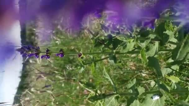 Meadow Sage Salvia Pratensis Zblízka Atmosférické Vertikální Přírodní Pozadí Fialové — Stock video