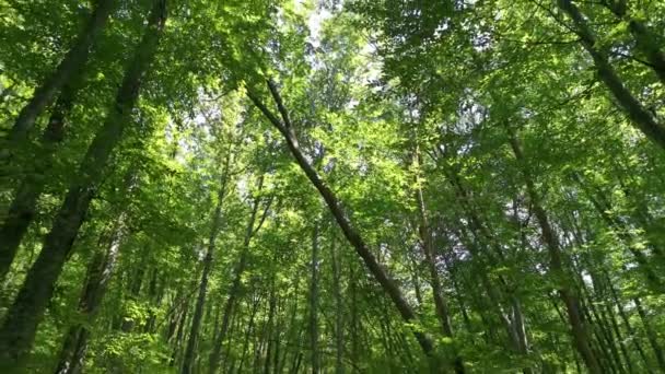 Belle Forêt Verte Tôt Matin Paysage Ensoleillé Été Des Rayons — Video