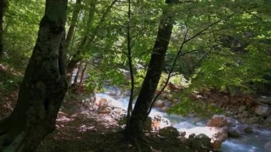 Yaz mevsiminde Dağ Nehri Yeşil Ormanı. Renkli, serin, serin bir yaz manzarası ve en saf su. Nehrin hızlı akışı taşların üzerinden akıyor. Yürüyüş konsepti, etraftaki güzellik...