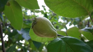 Bahçedeki bir dalda ayva. Sonbahar meyvelerinin olgunlaşması. Büyük sarı ayva ağaçlarının yetiştirilmesi. Parlak yeşil yapraklar, bulanık arkaplan kabarık meyveler rüzgarda sallanıyor..