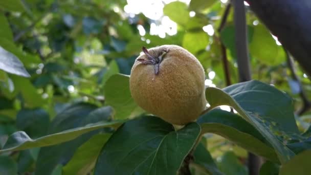 Quince Egy Faágon Kertben Késő Őszi Gyümölcsök Érleltetése Nagy Sárga — Stock videók