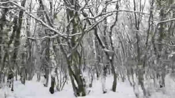 Téli Erdő Autó Ablak Mozgás Egy Utazás Téli Erdőben Koncepció — Stock videók