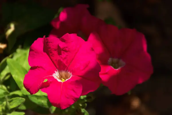 Rose Pétunia Fleurit Dans Jardin Gros Plan Sur Fond Flou — Photo