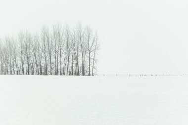 Minimalist kış manzarası. Kar yığınları ve uçsuz bucaksız tarlalar arasında siyah beyaz bir orman. Kopyalama alanı olan doğal bir arkaplan. Geleneksel Rus manzarası. Yalnızlık kavramı, soğuk, soğuk
