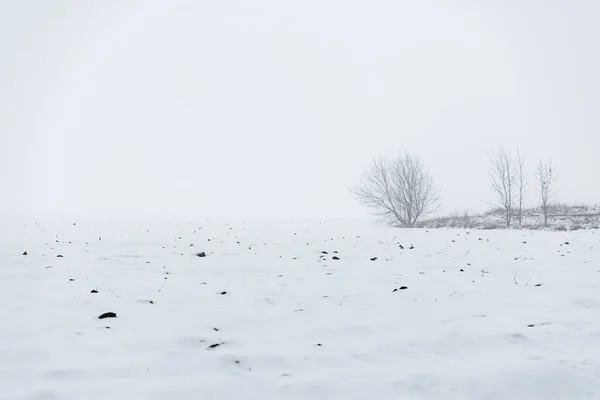 Minimalistyczny Zimowy Krajobraz Czarno Biały Las Pośród Zaspy Śnieżnej Bezkresnych — Zdjęcie stockowe