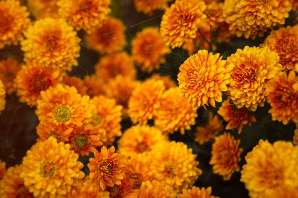 Fond Chrysanthèmes Jaune Orange Gros Plan Sous Soleil Éclatant Fleurs — Photo