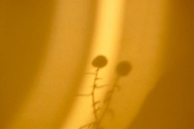 Turuncu kağıttaki kuru dikenlerin doğal gölgesi. Sonbahar renklerinde soyut dekoratif doğal kompozisyon. Doğa kavramı, fotokopi alanı olan bulanık bir arka plandır. Hardal-kum rengi.