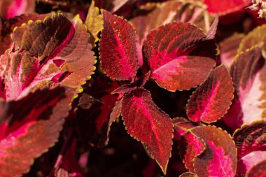 Coleus kırmızı dekoratif bir çiçektir. Renkli parlak bordo rengi arka plan üst manzarayı terk eder. Parlak güneşli bir günde kırmızı çizgili taç yaprakları. Çiçek arkaplanı. Doğal tasarım için doku şablonu.