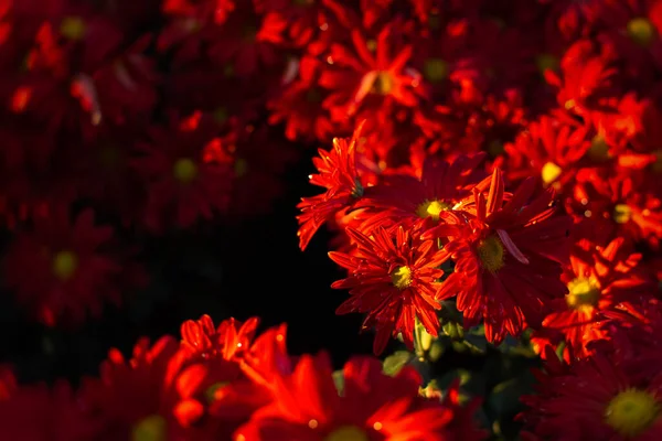 赤い菊の秋の庭 花びらを通して明るい日差し 選択的焦点における赤い花弁の美しい抽象的な背景 はがきの自然なレイアウト 花の背景 — ストック写真
