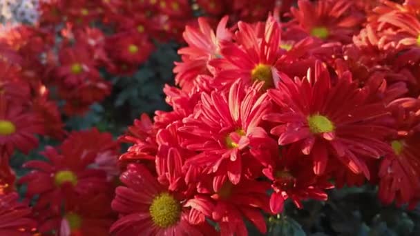 红菊花在秋天的花园里盛开 灿烂的阳光穿过花瓣 美丽的植物背景 一阵轻风吹动着花朵的头 公园的景观美化 — 图库视频影像