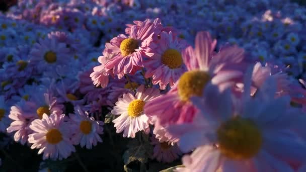 Colorful Chrysanthemums Bloom Autumn Garden Bright Large Inflorescences Sway Wind — Stock Video