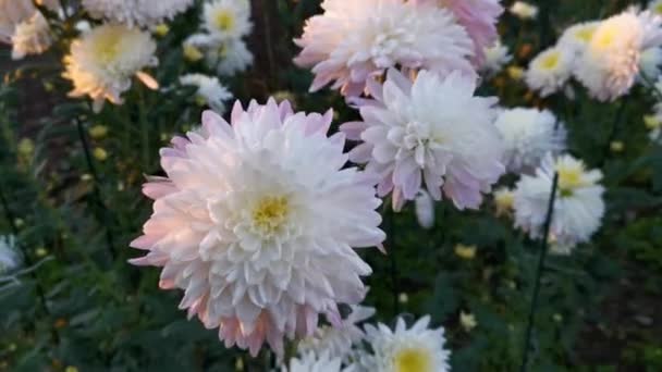 Colorful chrysanthemums bloom in the autumn garden. Bright large inflorescences sway in the wind in the rays of the setting sun. Background of pink lush autumn flowers close up in the botanical garden