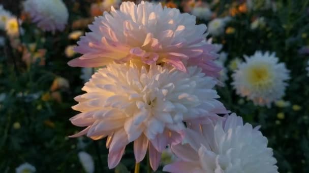 Crisantemos Coloridos Florecen Jardín Otoño Las Inflorescencias Grandes Brillantes Balancean — Vídeo de stock