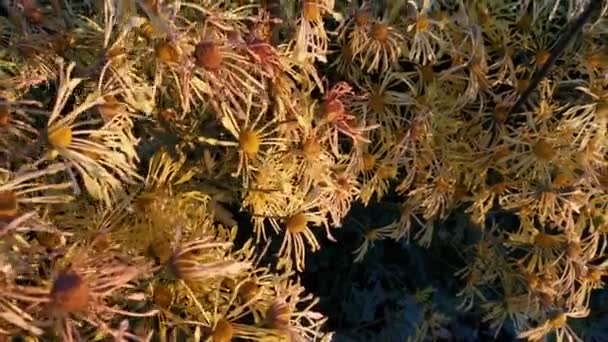 Помаранчеві Хризантеми Крупним Планом Цвітуть Осінньому Саду Яскраве Сонячне Світло — стокове відео