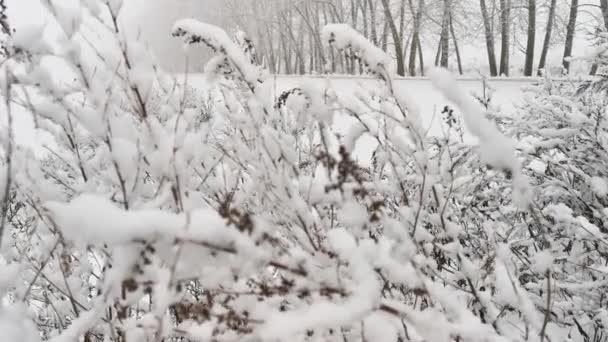 降雪だ 雪に覆われた茂みのクローズアップ 田園風景のビュー 強い吹雪 何も白いベールと霧の中を見ることができます 灰色の穏やかな冬の風景 天候の変化 — ストック動画