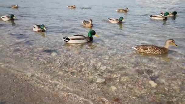 河岸上的野鸭吃着面包 互相逃避 在城市公园的堤岸上 有趣的水鸟正在喂野生动物 雄鸭和雌鸭跑得很快 在水里游泳 — 图库视频影像