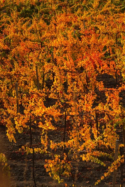 Vinhedos Outono Com Folhas Vermelhas Amarelas Vertical Belo Fundo Outono — Fotografia de Stock