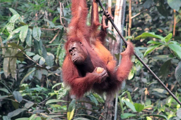 Ženské Bornea Orangutan s její mládě, závěsné a jíst na — Stock fotografie