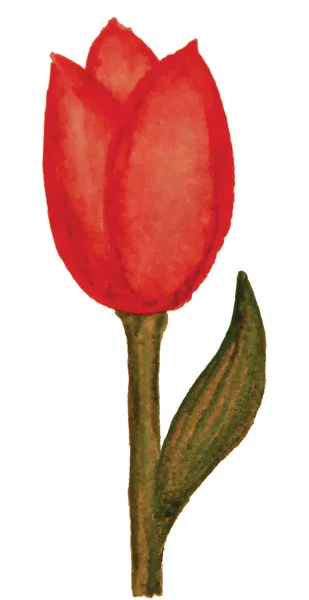 Aquarel tulp — Stockvector