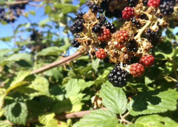 Fruits Mûre Baies Sauvages Noires Rouges Poussant Dans Brousse Sous — Photo