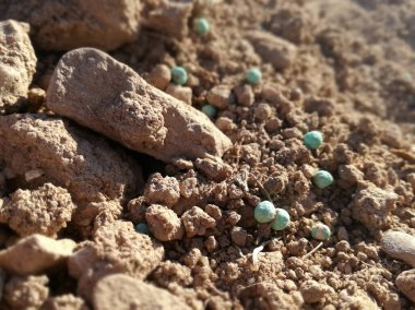 Agrarian sahnesi. Tarım alanında kış ekimi için küçük mineral gübresi topları. Kimyasal gübre saçılmış. Bitkiyi güçlendirmek için besin olarak nitrojen, fosfor ve potasyum.. 