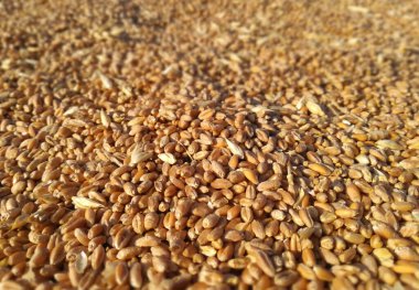 Tritordeum, buğday tarlasını vahşi arpa Hordeum Chilense ile geçerek elde edilen bir hibrit mahsuldür. Endüstriyel miktarda tahıl. İspanya 'dan özgün.