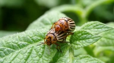 Colorado patates böceği çiftleşmesi. Colorado patates böceklerinin çoğalması patates yapraklarına çok yakındır..